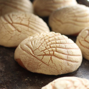 Lote de conchas de vainilla